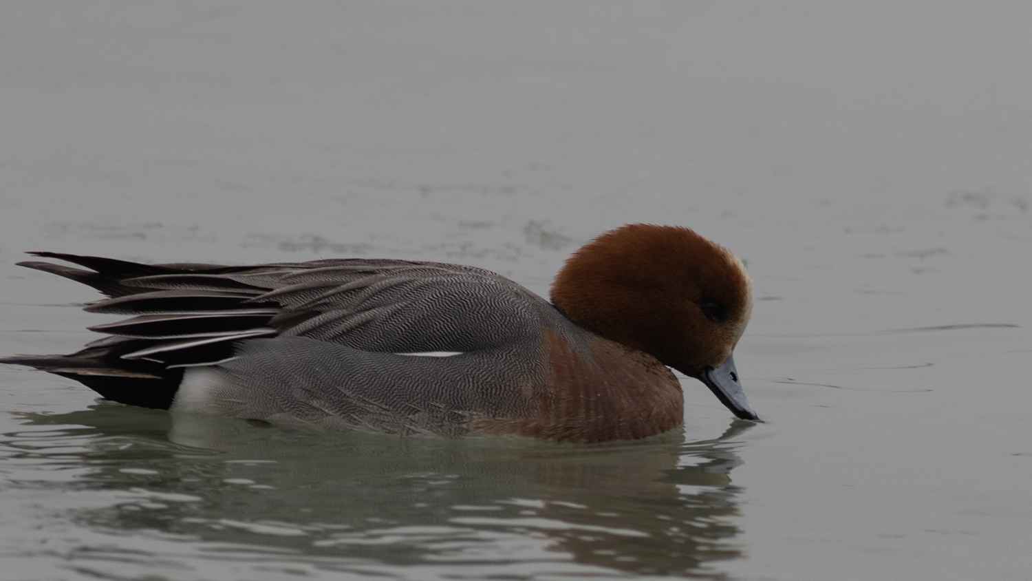 Eurasian Wigeon